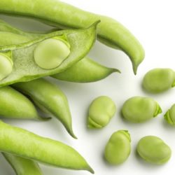 Fava Beans: L-Dopa