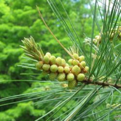 Pine pollen Health Benefits